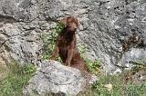 LABRADOR 111